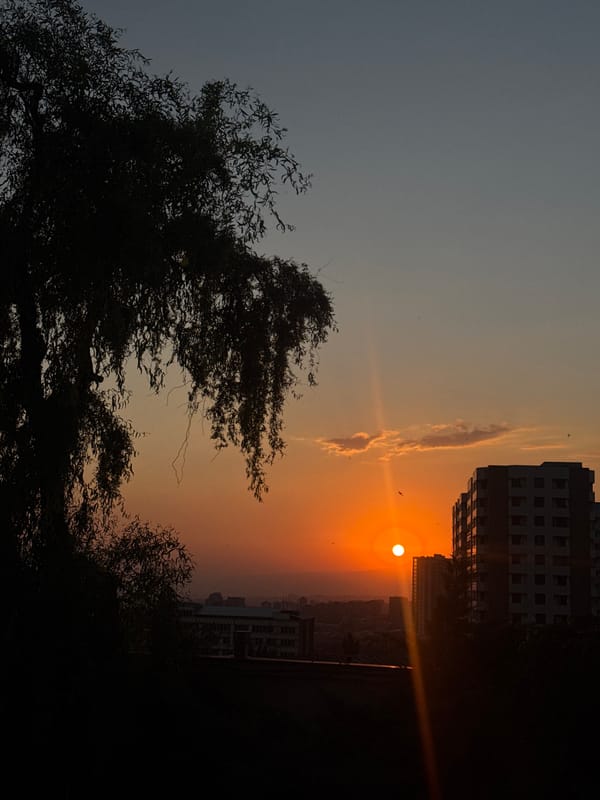 Weeping willow silhouette against a warm Yerevan sunset
