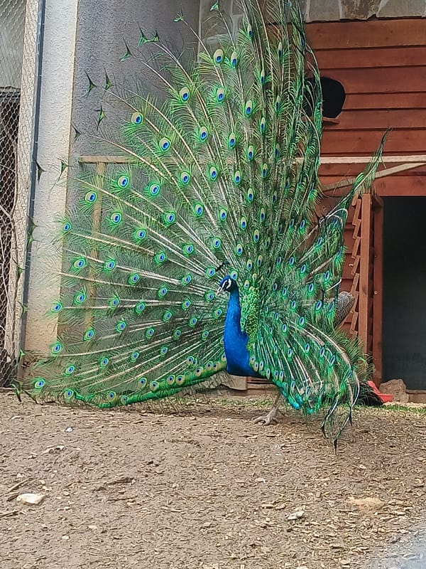Zoo animals documented by visitors in Stara Zagora