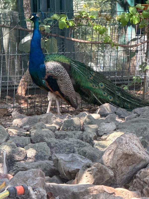 Peacocks, rabbits, and street scenes in sunny Budva