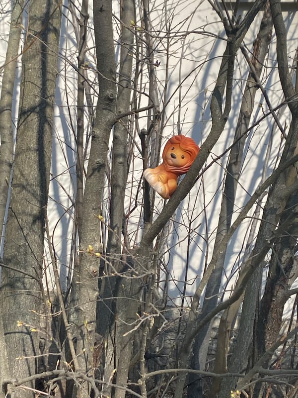 Plush toy lion spotted on tree branch in Pushkin