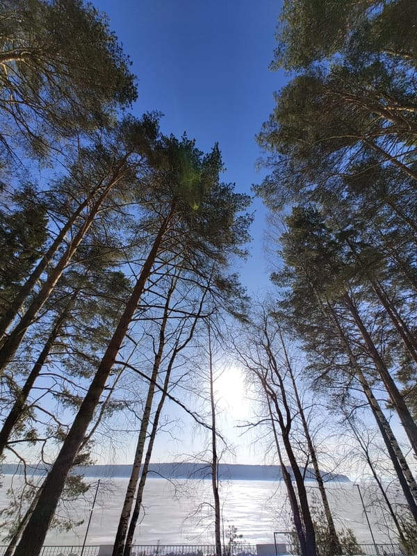 Upward tree views captured in Chaikovsky, Russia