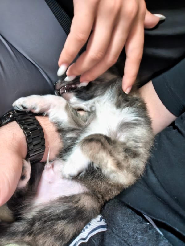 Person pets puppy in Avren, Bulgaria