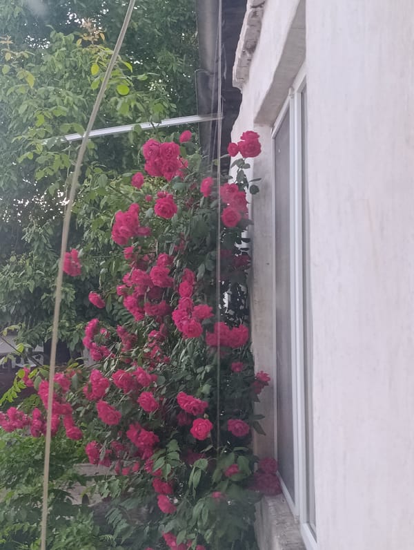 Garden snapshots, a relaxed dog, and casual meme browsing