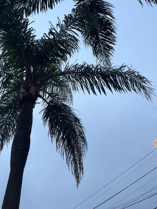 Palm trees photographed against blue sky in Cordoba, Argentina