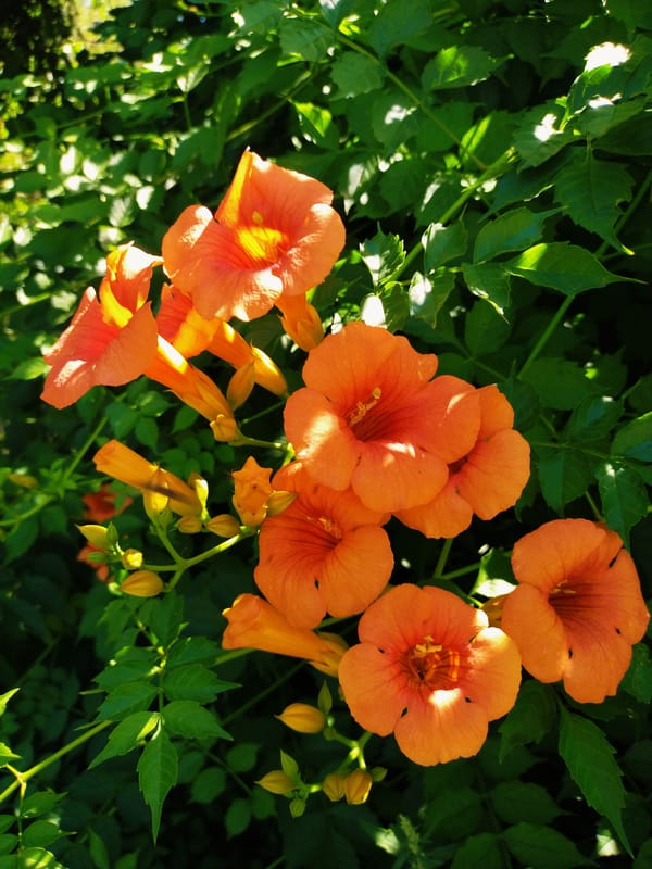 Sunny morning stroll through Horishni Plavni's blooming streets