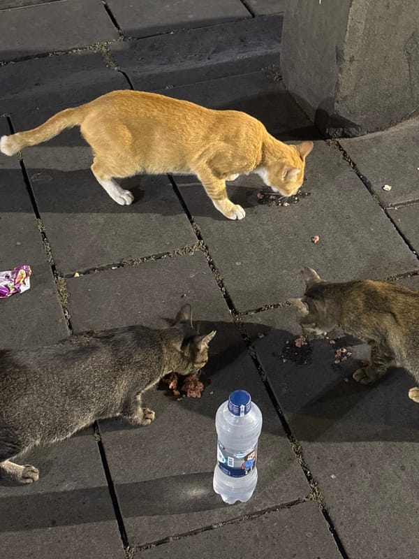 Street cats and performers enliven Jakarta's historic quarter