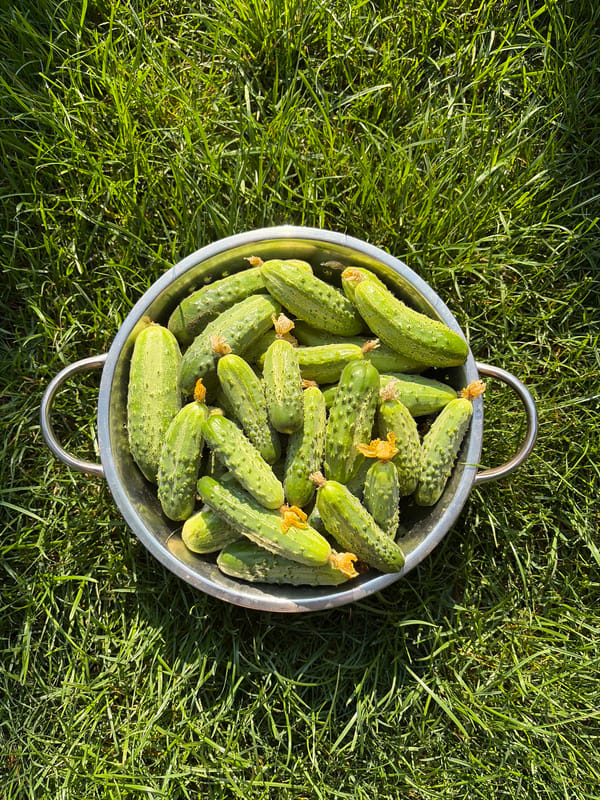 Lazy summer morning in a Moldovan backyard