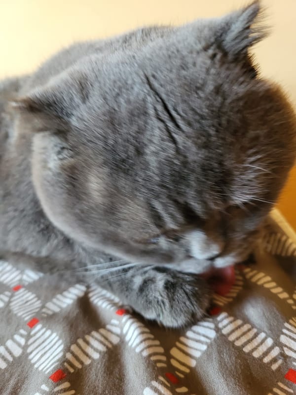 Gray Scottish Fold cat grooming session captured indoors