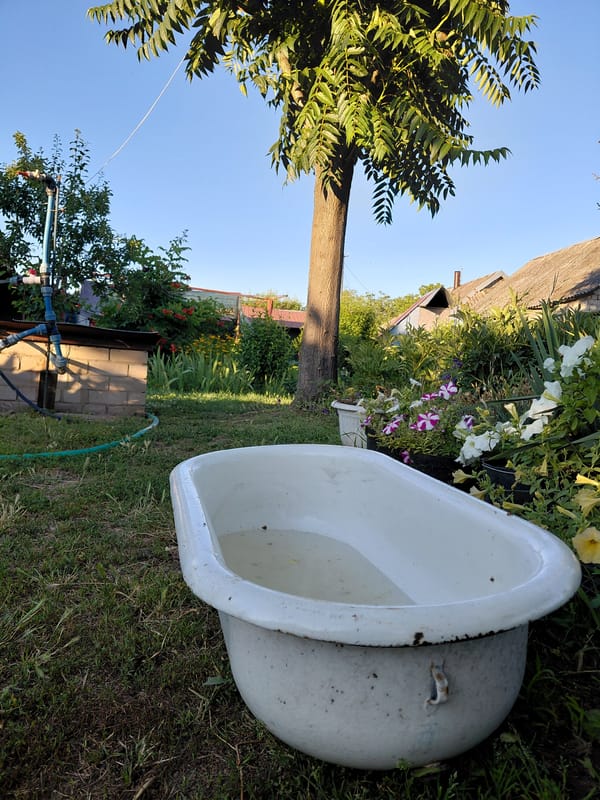 A lush summer garden in peak bloom and harvest season