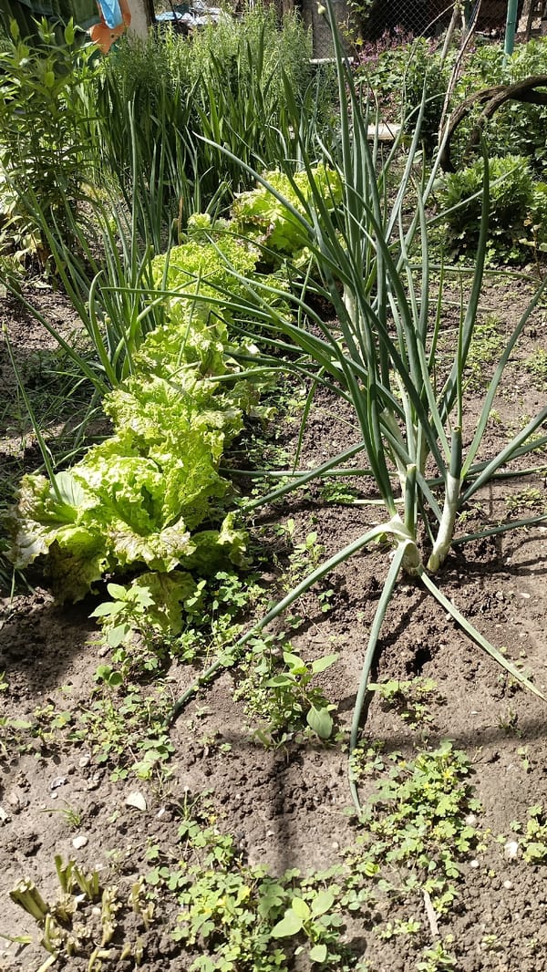 Garden documentation captures spring harvest in Muzga, Bulgaria