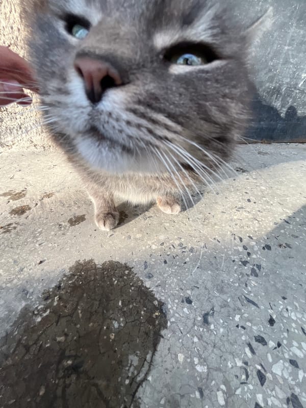 Gray tabby cat explores vehicle interior in Vidin