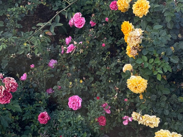 Night garden blooms documented in Atlixco, Mexico