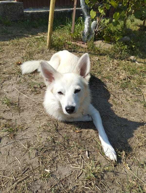 Dogs, a cat, and a backyard — a quiet afternoon at home