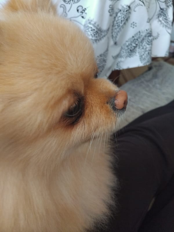 Pomeranian dog photographed resting indoors in Apriltsi, Bulgaria