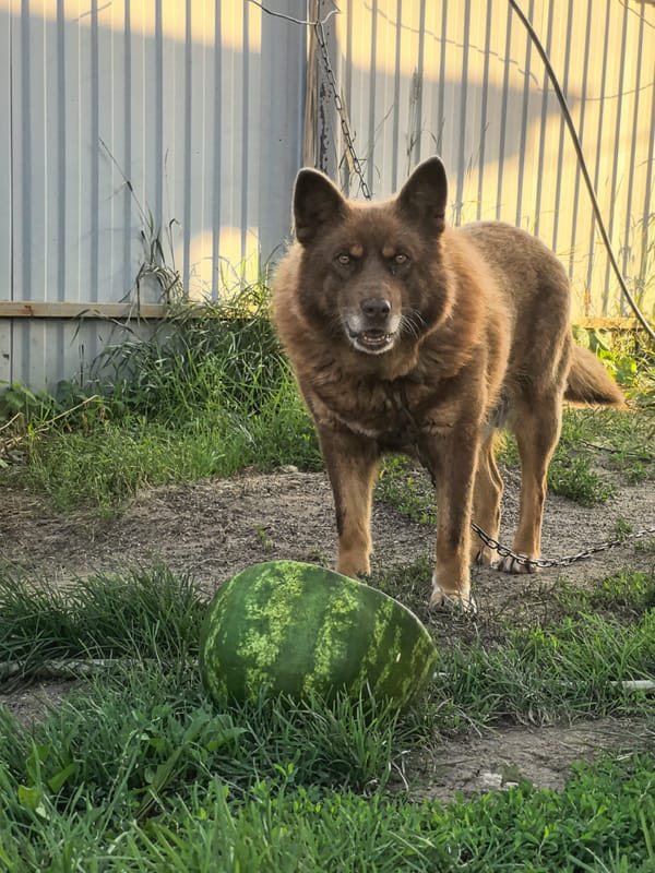 Lazy summer afternoon at a Gorny backyard