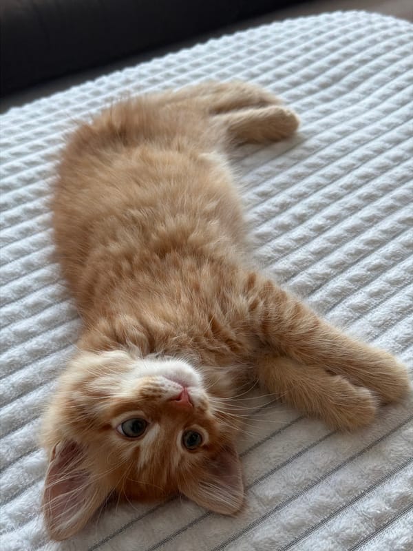 Orange kitten plays on blanket in Moscow region