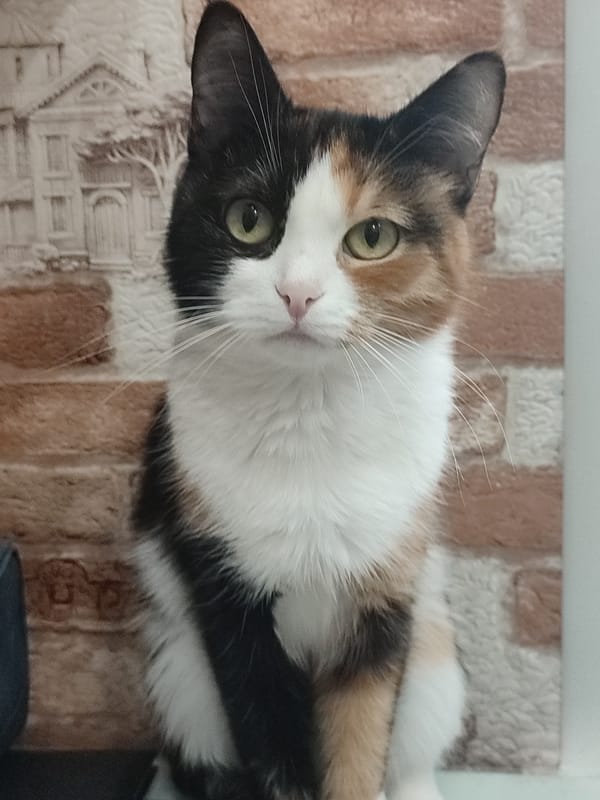 Calico cat observed sitting upright at location 666