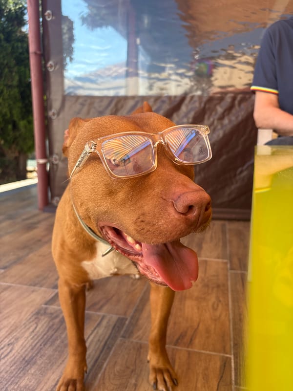 Dog wearing glasses photographed panting on floor in Bulgaria