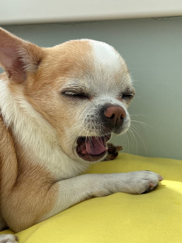 Chihuahua spotted napping peacefully on gray couch with yellow pillows
