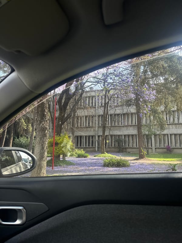 Purple-flowering trees frame concrete building in Puebla, Mexico