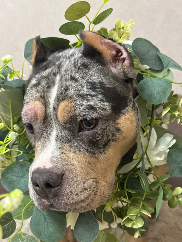 Pet owner documents afternoon with merle dog, rat in Petersburg