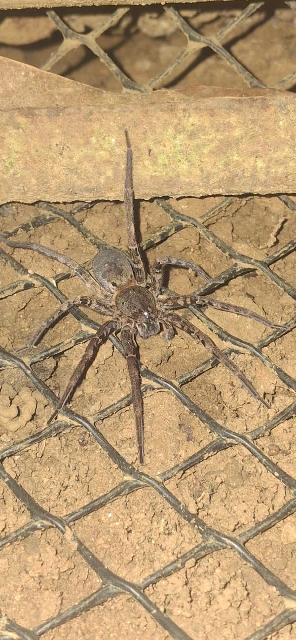 Large spider on mesh surface, Vallecito, Venezuela