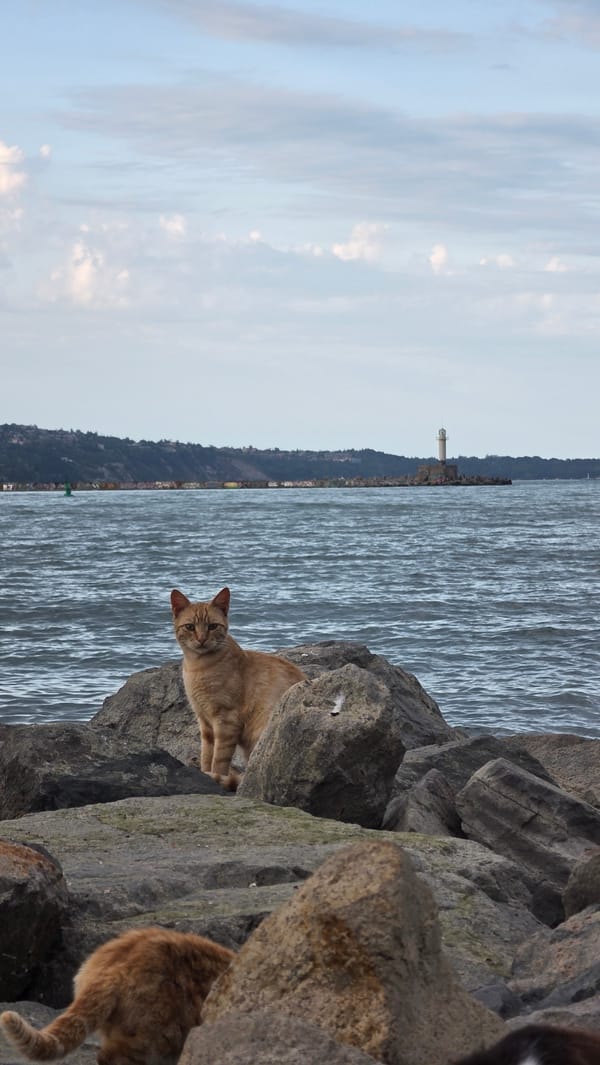 Fishermen and cats share Varna coastline near lighthouse