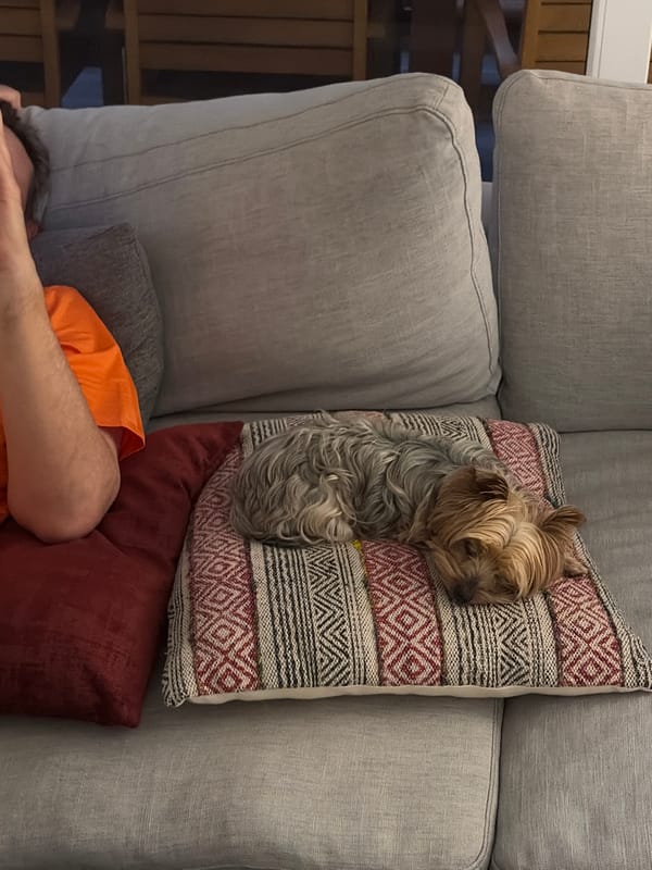 Yorkshire Terrier enjoys quiet moments with owner in Mexico