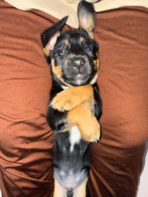 Playful puppies photographed resting on fabric surfaces in Birobidzhan