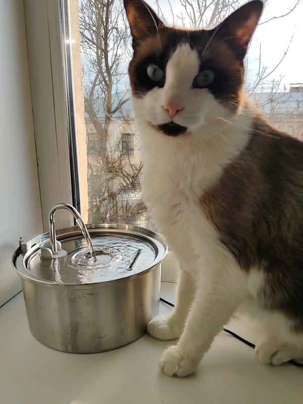 Cat observed near water fountain in Saint Petersburg