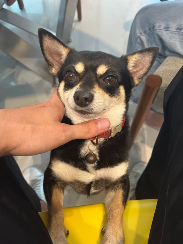 Person holds small Chihuahua dog in Coatzacoalcos evening