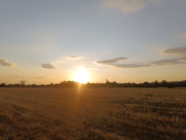 Golden field at sunset, sun centered low on the horizon