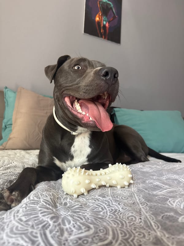 Lazy morning in Varna: a pit bull on the bed, breakfast ready