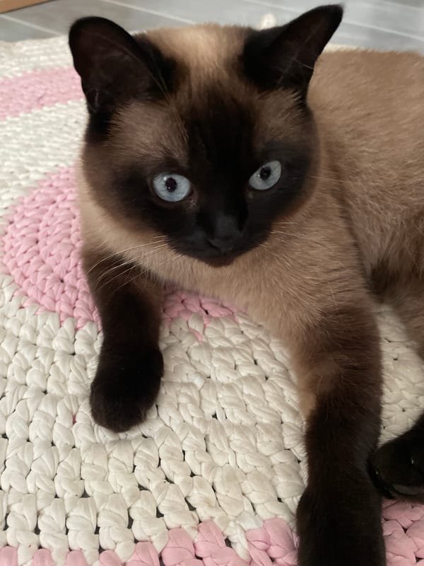 Cats, crafts, and home details from one morning indoors
