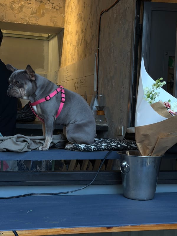 Dogs spotted around Tel Aviv in separate afternoon sightings