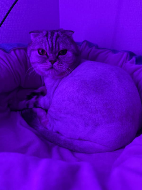 Purple-lit indoor scenes with cats and selfie-taking documented