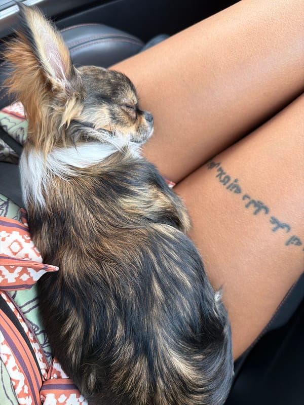 Chihuahua naps through a highway drive near Burgas