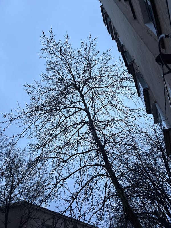 Spring sky view through bare branches in Montana, Bulgaria
