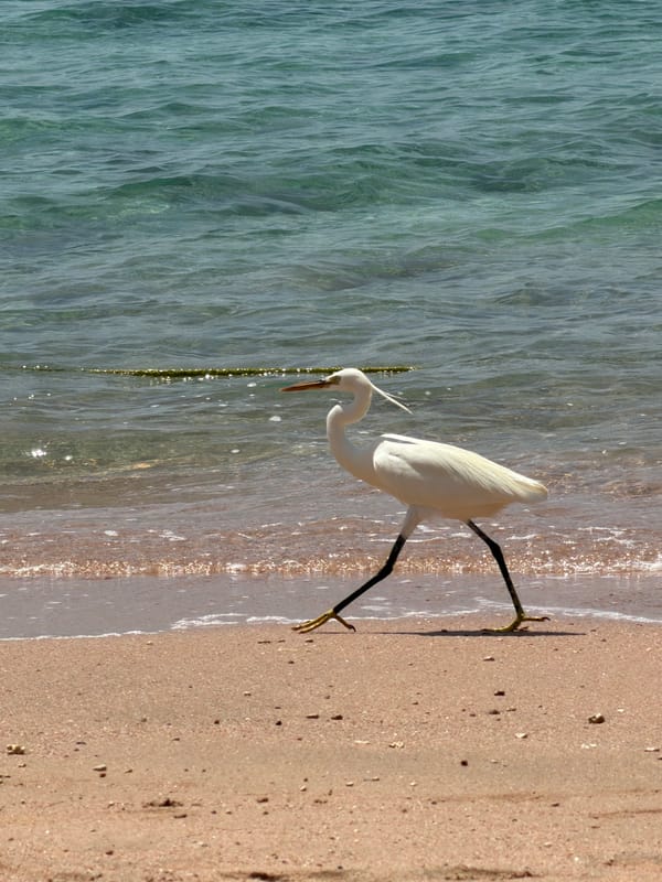 White egret forages along Sharm El Sheikh beach near tourists