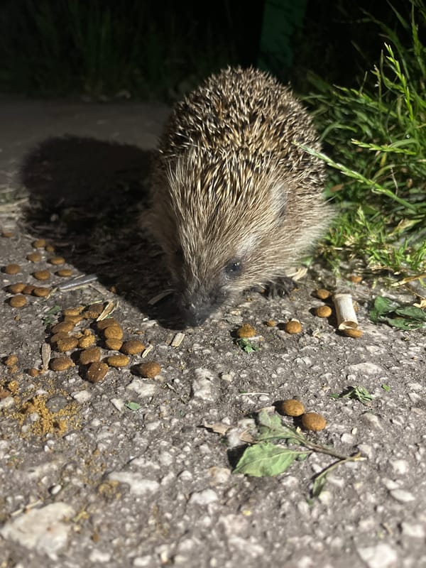 Wildlife spotted in Plovdiv: hedgehog on street, pond documented