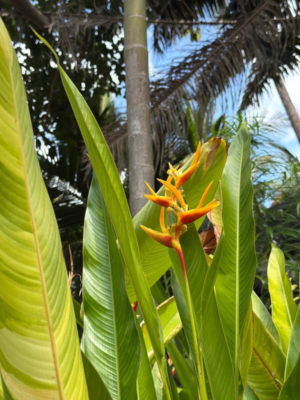 Golf carts and tropical gardens at a Ko Samui resort