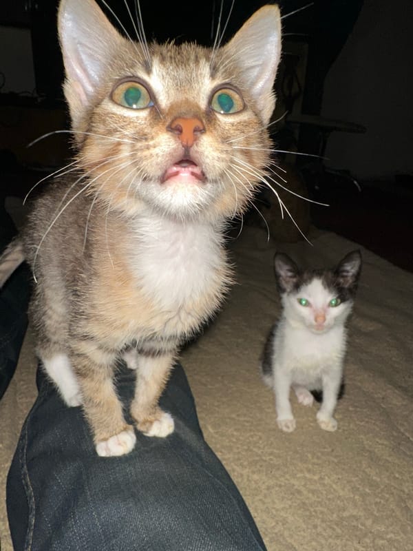 Kittens at home in Jos, Nigeria