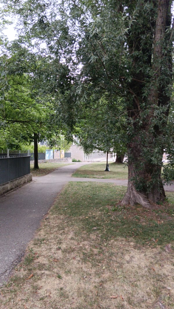 Young sapling and park paths in Sankt Pölten, Austria