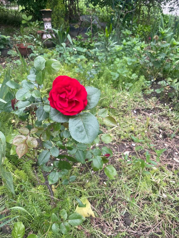 Garden stroll captured in Olginka features roses, wildlife, street scenes