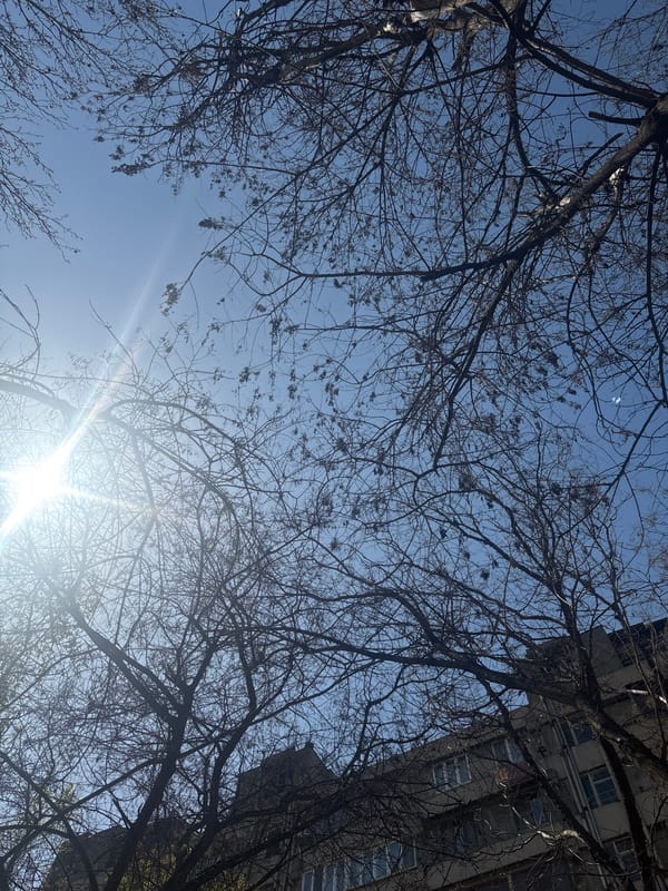 Morning scenes of bare trees and cityscape documented in Yerevan