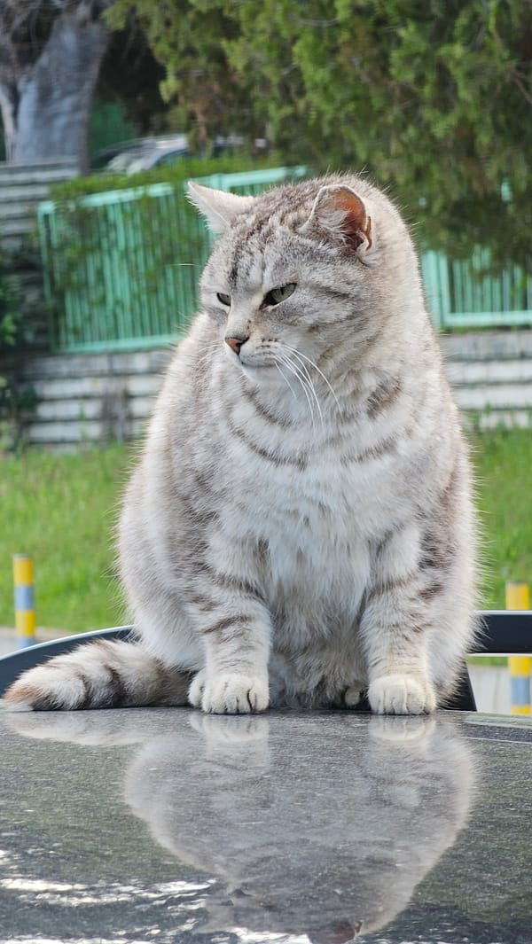 Cat enjoys attention on car hood in Varna