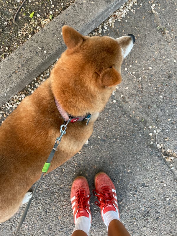 Afternoon dog walk documented across Zheleznogorsk, Russia neighborhoods