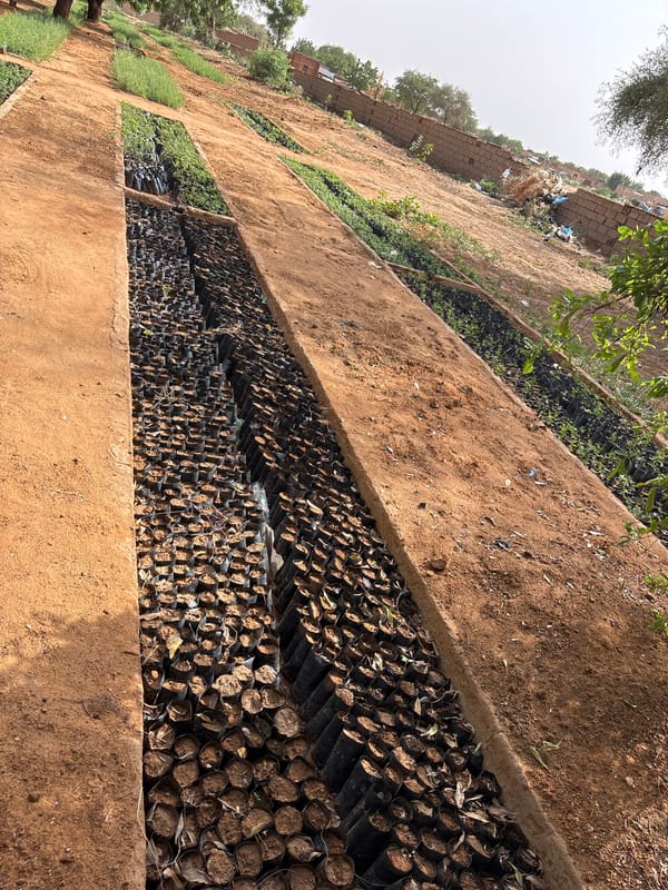 Seedling nursery in El-Obeid, Sudan's dry sandy landscape