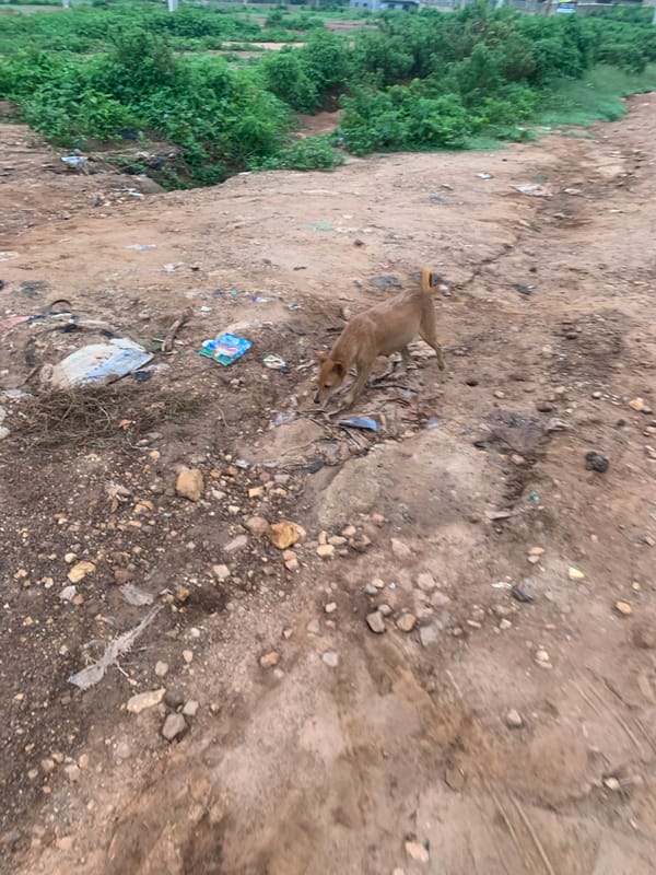 Rural area daily life documented over 90 minutes