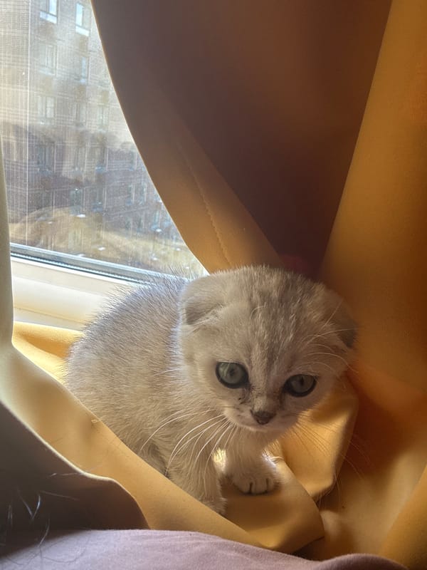Gray kitten plays with owner in Moscow apartment